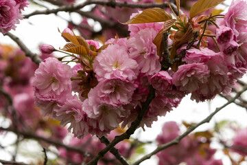 Wall Mural - Ornamental Cherry tree in full bloom in spring