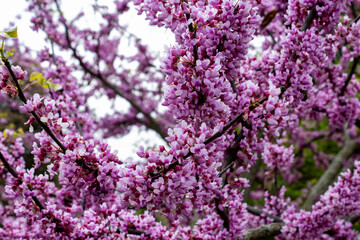 Wall Mural - Redbud Blossoms cover a tree in spring