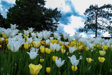 Wall Mural - Yellow and White Tulips in a flower bed highlighted against the backdrop of  a cloudy and sunny sky.