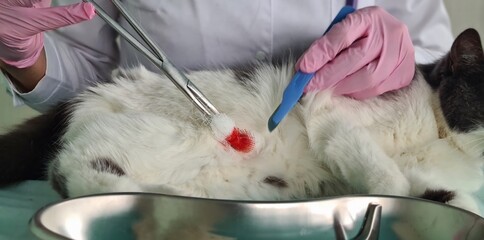 Veterinarian performs surgical operation on cat concept