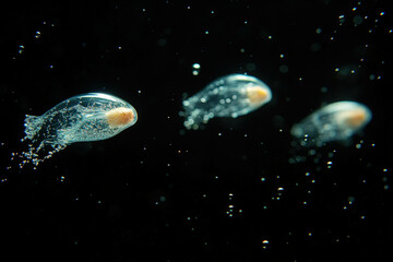 Wall Mural - bubbles on a black background