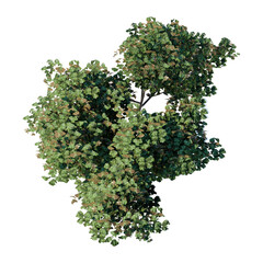 Wall Mural - tree top view plant landscape architecture nature garden aerial render. trees branch isolate collect