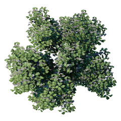 Wall Mural - tree top view plant landscape architecture nature garden aerial render. trees branch isolate collect