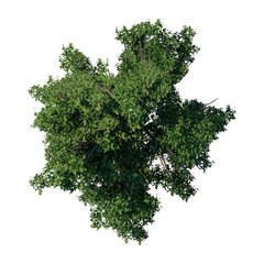 Wall Mural - tree top view plant landscape architecture nature garden aerial render. trees branch isolate collect