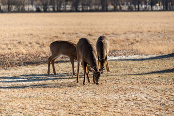 White-tailed Doe(s) And Buck Feeding In An Urban Field In January In Wisconsin