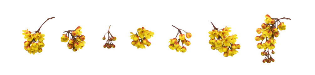 Wall Mural - set of yellow flowers of berberis thunbergii isolated on white or transparent background