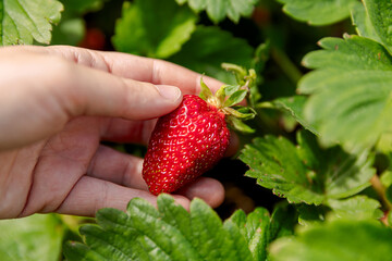 Wall Mural - Gardening and agriculture concept. Woman farm worker hand harvesting red ripe strawberry in garden. Woman picking strawberries berry fruit in field farm. Eco healthy organic home grown food concept