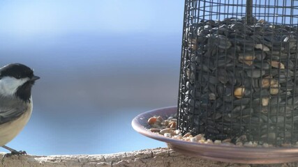 Wall Mural - Closeup of a Black-capped Chickadee eating peanuts from a bird feeder in Minnesota