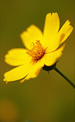 Poster - yellow flower, flower, nature, yellow, summer, garden, plant, spring, macro, blossom, flowers, bee, beauty, sunflower, petal, insect, bloom, daisy, flora, pollen, color, close-up, dandelion, petals, l