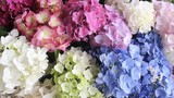 Vibrant hydrangea display with pink, white, green, and blue blooms for decorative and floristry design