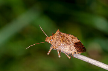 Wall Mural - Top view of a Brown Stink bug on small stem.