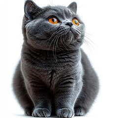 Wall Mural - British gray cat on white background