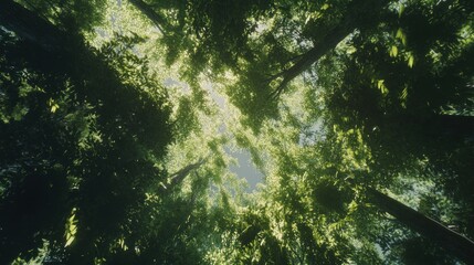 Canvas Print - A Glimpse of Sunlight Through the Canopy