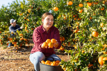 Wall Mural - Portrait of a hardworking and confident farmer girl in a fruit nursery, picking ripe tangerines and putting fruit in a busket