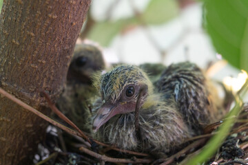 baby bird in nest