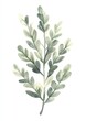 © Rawpixel.com - Zebra Plant plant art illustration.