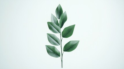 Wall Mural - Green Leaves on White Background