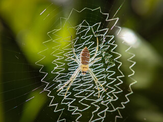spider web with dew drops