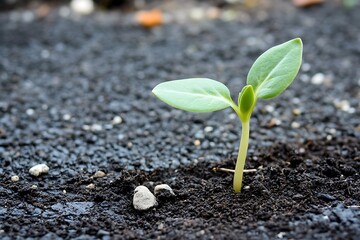 Wall Mural - Tiny Sprout Emerging from the Soil