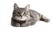 © andyaziz6 - Adorable Gray Tabby Cat Resting Paws, Relaxed Pet, Soft Fur, Cute Kitten, Domestic Animal, Feline, Peaceful Mood,  Whiskers, Green Eyes, Animal Portrait