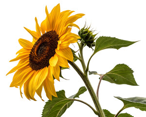 A sunflower isolated on transparent background