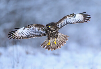 Wall Mural - common buzzard bird ( buteo buteo )