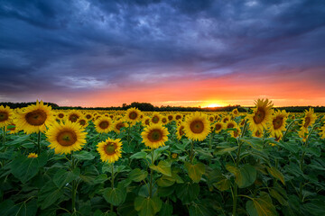 Wall Mural - Beautiful sunset over sunflowers field