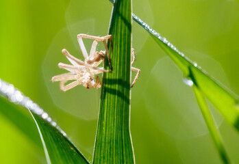 Wall Mural - A spider is crawling on a green leaf