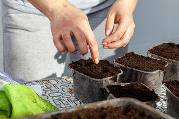 Wall Mural - A person is planting seeds in small containers