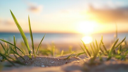 Wall Mural - Sunlit grass on a serene beach at sunset