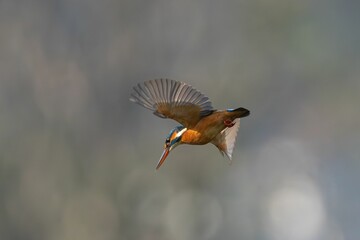 Wall Mural - Kingfisher in flight with vibrant plumage.