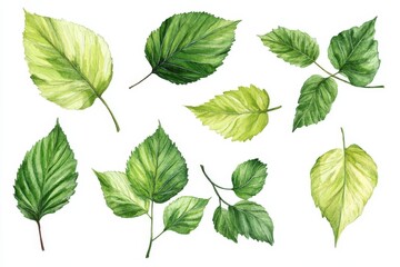 Wall Mural - Watercolor painting of various green leaves isolated on white background.