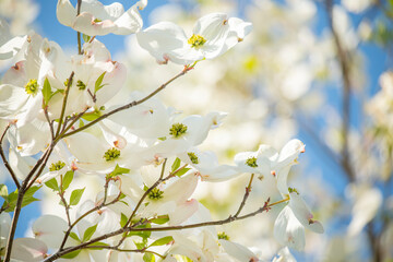 Wall Mural - Delicate spring beautiful bloom of white large flowers on tree branches. Large white flowers of Dogwood tree.  natural spring Easter outdoor background. 