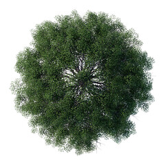 Wall Mural - tree top view plant landscape architecture nature garden aerial render. trees branch isolate collect