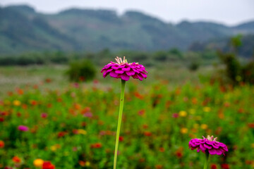 Wall Mural - flowers in the mountains