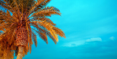 Wall Mural - palm tree against a blue sky. tropic landscape. beautiful tropical nature. horizontal banner