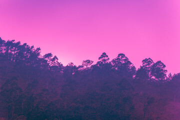 Wall Mural - mediterranean pine forest against sunset cloudy sky. nature background