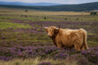 © Maxine - A close up highland cow in the Highlands, Scotland