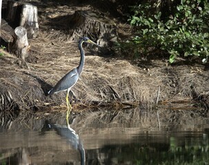 Wall Mural - great blue heron