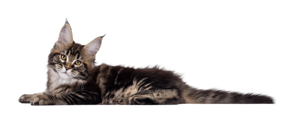 Leinwandbilder - Pretty Maine Coon cat kitten, laying down side ways. Looking towards camera. Isolated cutout on a transparent background.
