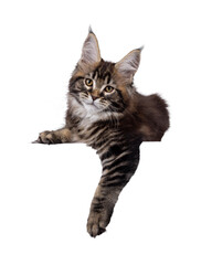 Leinwandbilder - Pretty Maine Coon cat kitten, laying down facing front with paw hanging from edge. Looking towards camera. Isolated cutout on a transparent background.