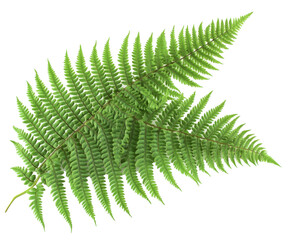 A Stunning Fern Leaf, Vibrant Green Foliage, Nature's Detail , isolated on white background PNG