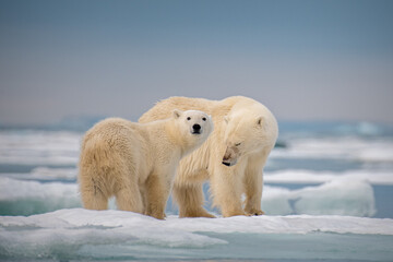 polar bear in the region
