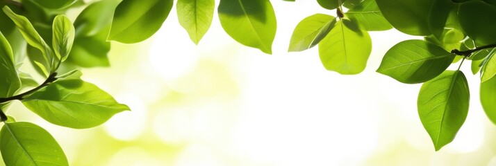 Poster - Lush green leaves framing a bright natural background providing ample space for text or graphics. Generative AI