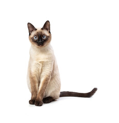 Beautiful young siamese cat posing in studio on white background