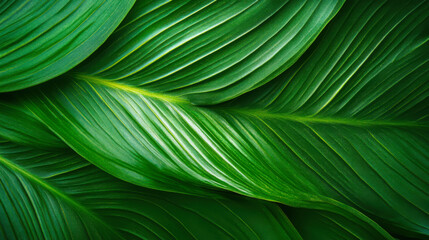 Dark green leaf texture, Natural green leaves using as nature background wallpaper