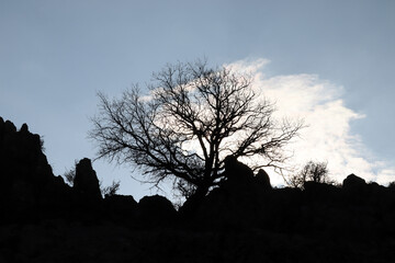 Poster - silhouette of tree and rocks