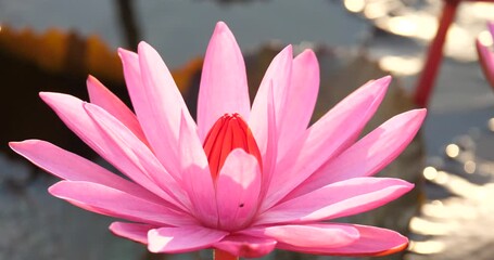 Wall Mural - Close up of beautiful red lotus flowers on the lake