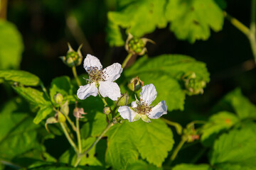 Wall Mural - Flower of European dewberry Rubus caesius in the summer