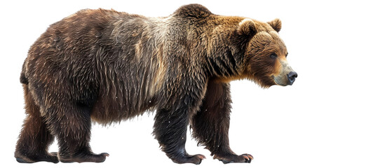 mighty grizzly bear walking through nature wildlife photography forest environment side view animal 